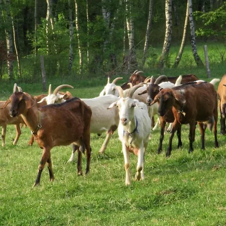Maringotka Na Samote Na Kozi Farme Kemping Poběžovice