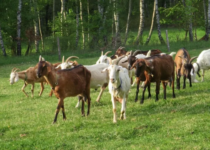Maringotka Na Samote Na Kozi Farme Кемпинг Pobezovice